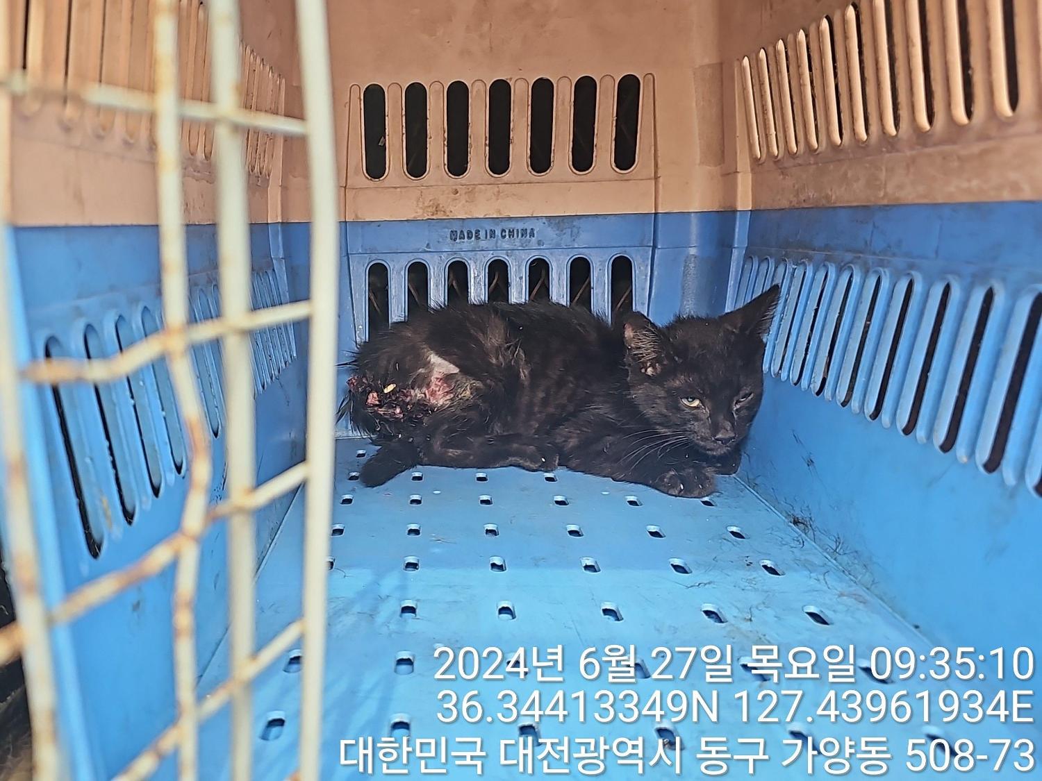 한국 고양이 이미지 파일 입니다.